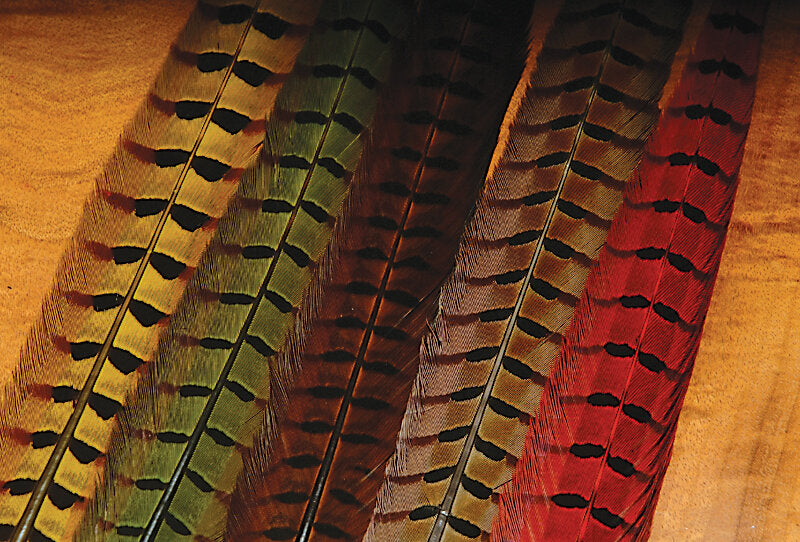 Ringneck Pheasant Tail Feathers