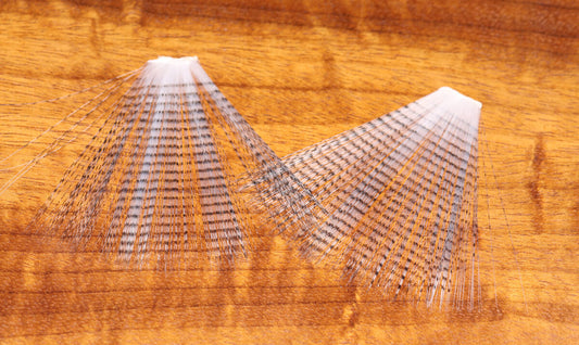 Barred Mayfly Tail #1