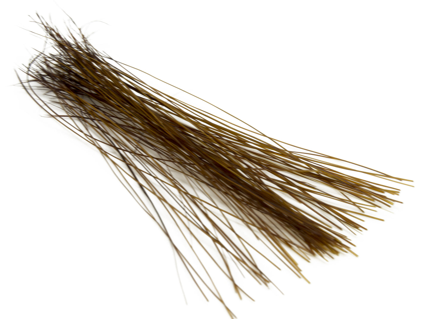 Semperfli Boar Bristles