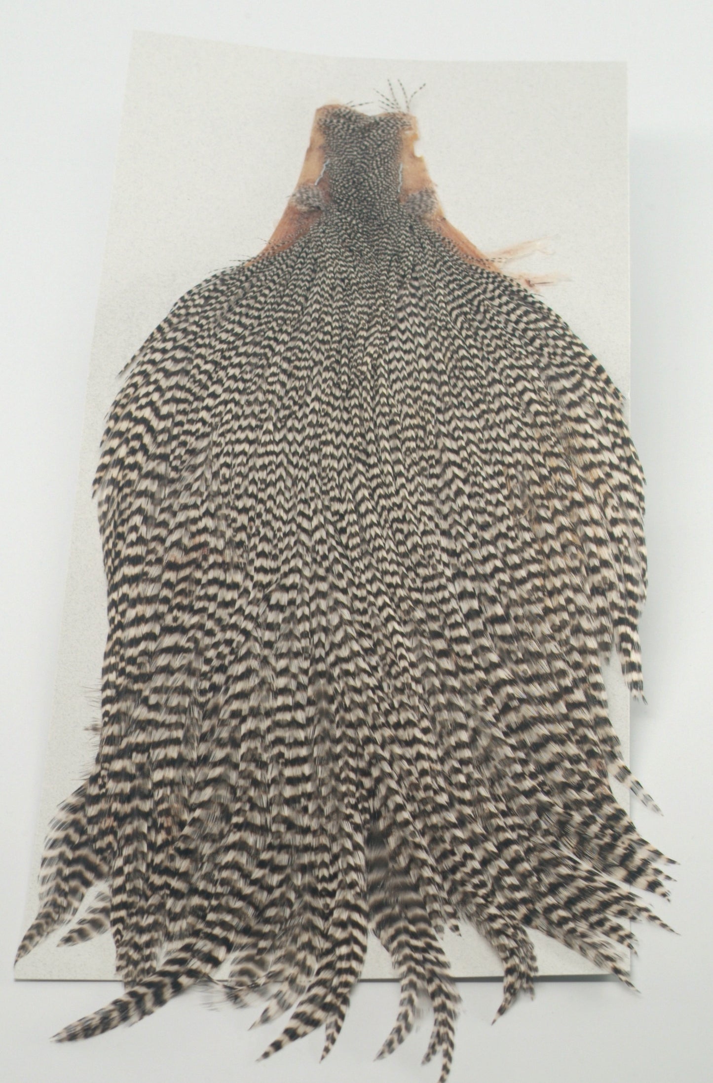 Keough's Tyer's Grade Cape