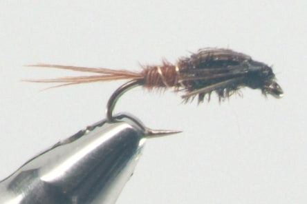 Pheasant Tail Nymph