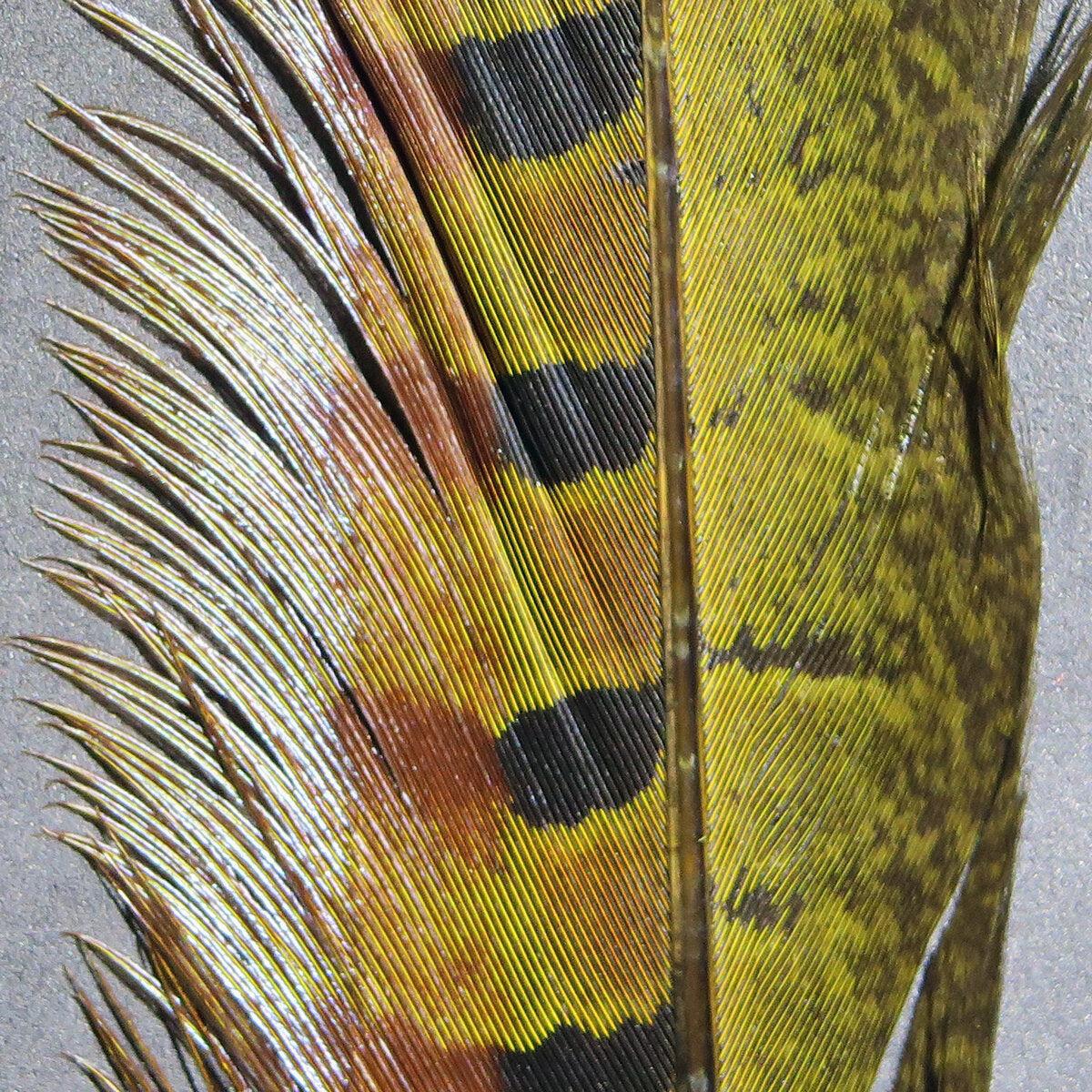 Ringneck Pheasant Tail Feathers