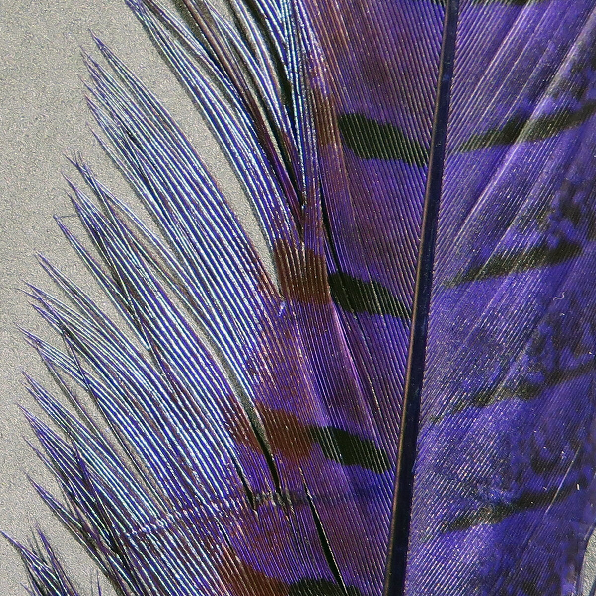 Ringneck Pheasant Tail Feathers