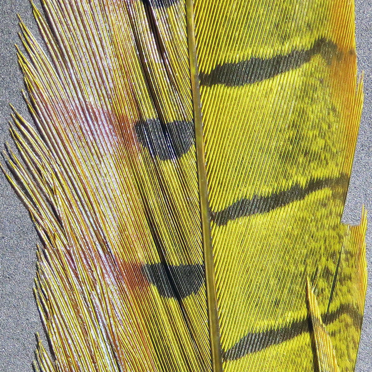 Ringneck Pheasant Tail Feathers