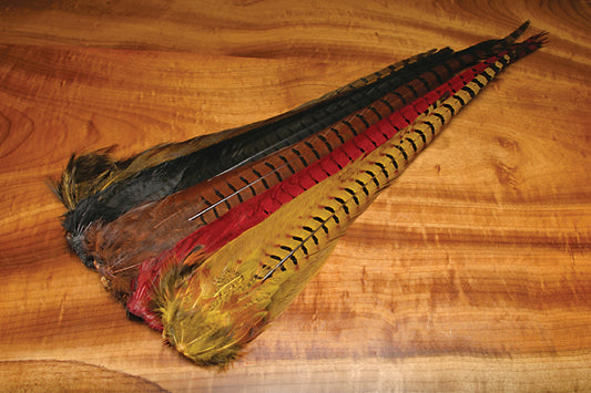 Ringneck Pheasant Complete Tail Clump